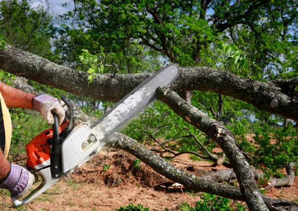 Best Emergency Storm Tree Removal  in Amesti, CA